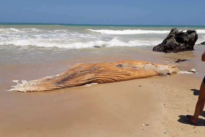 Baleia e tartaruga são encontradas mortas em praias do Litoral Sul