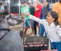 Girau do Ponciano se prepara para a 6ª edição do maior evento agropecuário do Agreste