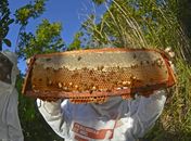 Ministério do Desenvolvimento Agrário e Uniprópolis lançam projeto para aumentar produção e exportação da própolis vermelha dos manguezais de Alagoas
