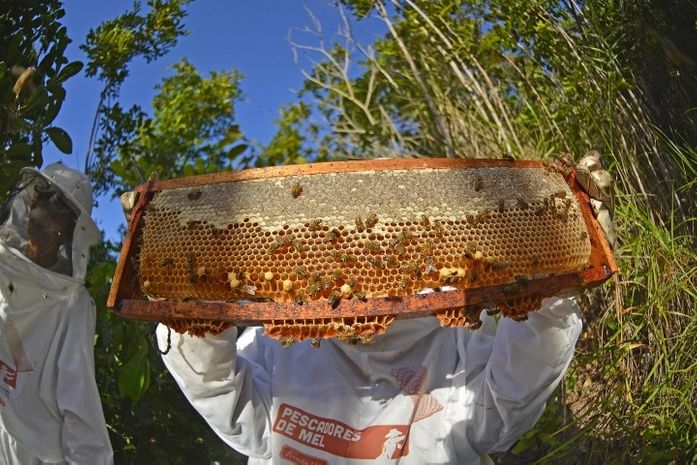 Ministério do Desenvolvimento Agrário e Uniprópolis lançam projeto para aumentar produção e exportação da própolis vermelha dos manguezais de Alagoas
