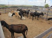Feira de animais em Arapiraca não ocorrerá na próxima segunda (30) em razão do feriado estadual 