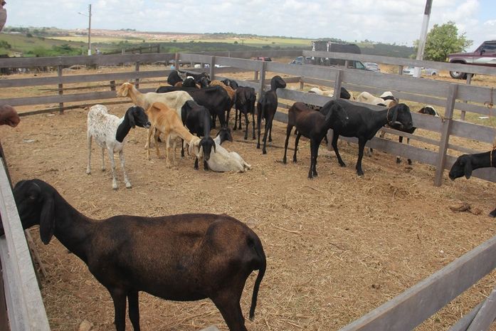 Feira de animais em Arapiraca não ocorrerá na próxima segunda (30) em razão do feriado estadual