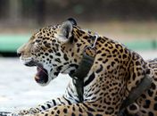 Relatório mostra falhas no combate ao tráfico de animais silvestres