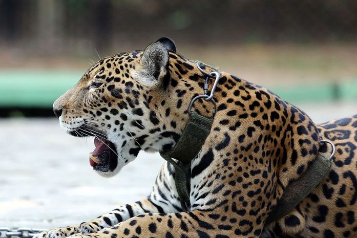 Relatório mostra falhas no combate ao tráfico de animais silvestres