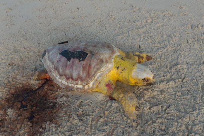 Tartaruga marinha é encontrada morta