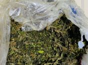 Maconha apreendida 
