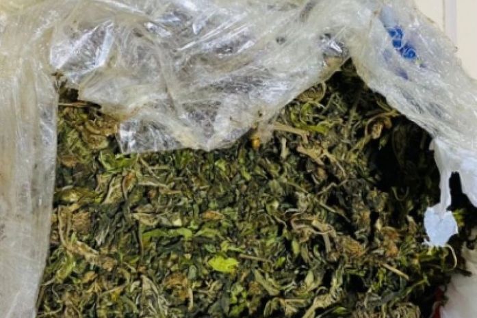 Maconha apreendida 
