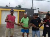 Moradores capturam cobra de 3 metros em Palmeira dos Índios; ninguém ficou ferido