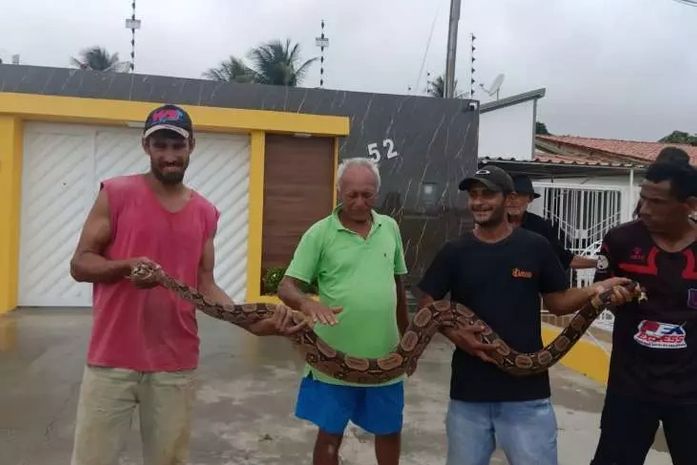 Moradores capturam cobra de 3 metros em Palmeira dos Índios; ninguém ficou ferido