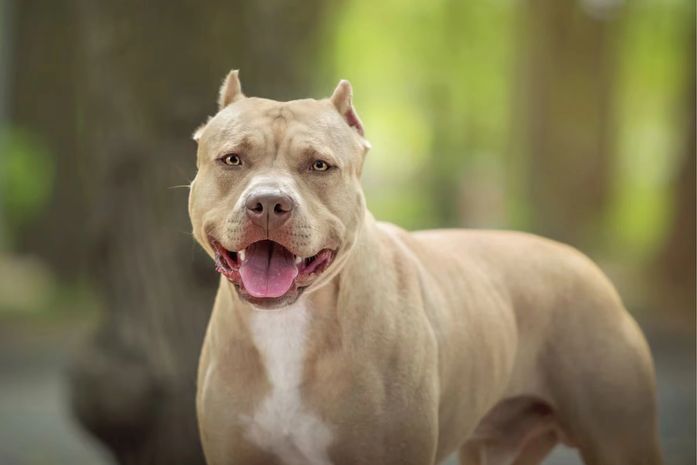 Pitbull abandonado se solta da corrente e assusta moradores do Petrópolis; dono foi preso por maus-tratos