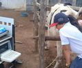 Programa de Melhoramento Genético amplia qualidade do rebanho em 24 comunidades de Arapiraca
