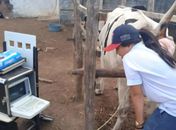 Programa de Melhoramento Genético amplia qualidade do rebanho em 24 comunidades de Arapiraca