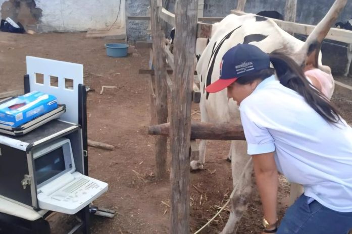 Programa de Melhoramento Genético amplia qualidade do rebanho em 24 comunidades de Arapiraca