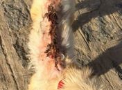 Mulher é presa suspeita de jogar água quente em cachorro em Cajueiro