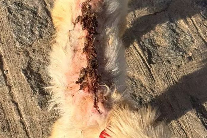 Mulher é presa suspeita de jogar água quente em cachorro em Cajueiro