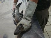 Chuvas intensas provocam aumento de aparecimento de animais silvestres em áreas urbanas de Alagoas