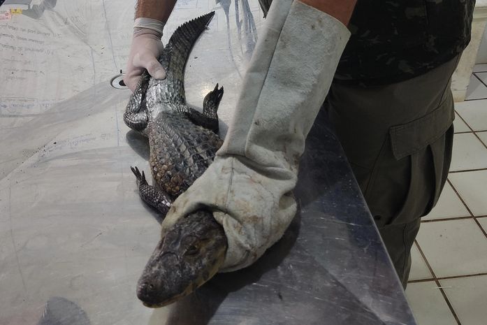 Chuvas intensas provocam aumento de aparecimento de animais silvestres em áreas urbanas de Alagoas