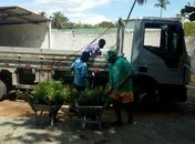 SERIS recebe mil mudas de árvores para plantio no sistema prisional