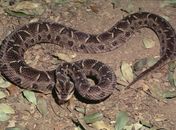  Biólogo alerta sobre surgimento de cobras em AL: ação do homem pode ser causa