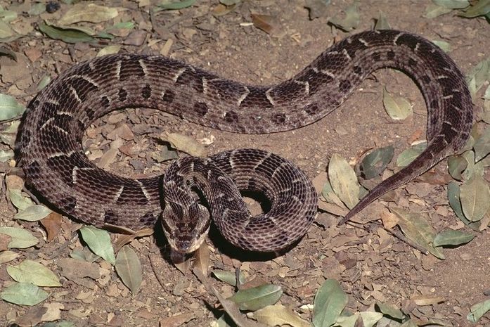 Jararaca é venenosa? Conheça espécie de cobra mais comum no Brasil