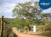 #TBT: Árvore Arapiraca e os frutos que geram acolhimento, properidade e desenvolvimento