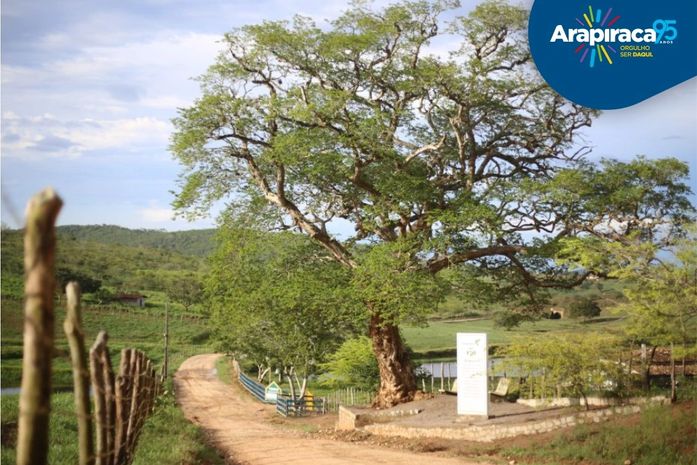 #TBT: Árvore Arapiraca e os frutos que geram acolhimento, properidade e desenvolvimento