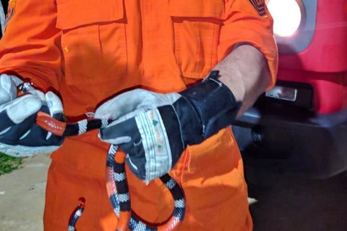 Bombeiros capturam cobra dentro de quarto de criança em São Miguel dos Campos
