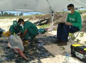 Golfinho é encontrado morto na praia do Francês, em Marechal Deodoro
