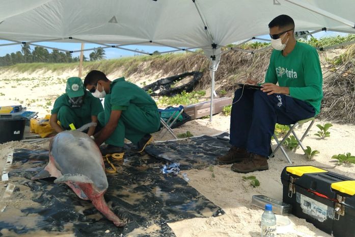 Golfinho é encontrado morto na praia do Francês, em Marechal Deodoro
