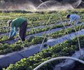 Agricultura familiar