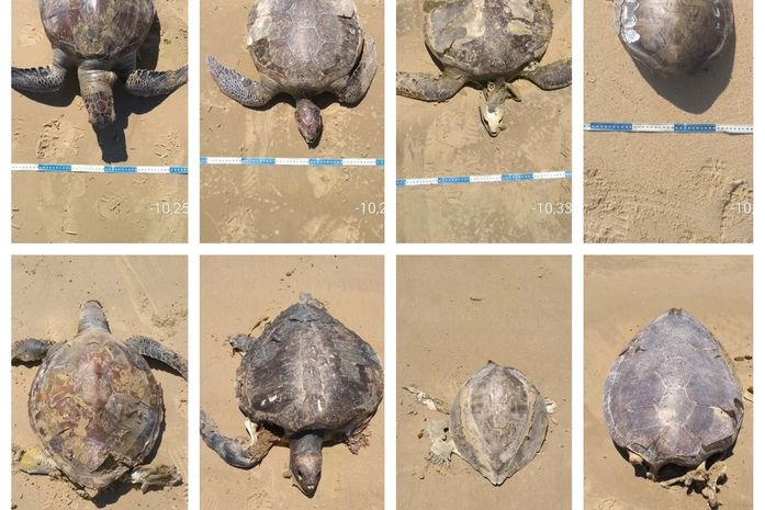 Tartarugas marinhas foram encontradas mortas em praia de Feliz Deserto.
