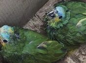 Mais de 100 pássaros silvestres que estavam sendo comercializados são resgatados em Maceió