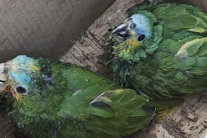 Mais de 100 pássaros silvestres que estavam sendo comercializados são resgatados em Maceió