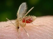 Parasita ainda é desconhecido, mas os pesquisadores já identificaram que ele é diferente da Leishmania, responsável pela leishmaniose.