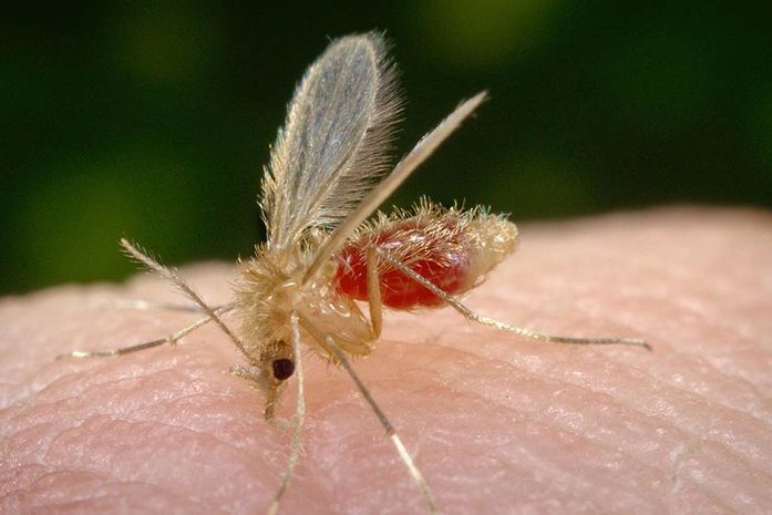 Parasita ainda é desconhecido, mas os pesquisadores já identificaram que ele é diferente da Leishmania, responsável pela leishmaniose.