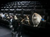 Cinema do Arapiraca Garden Shopping cria sessões petfriendly para humanos e seus pet neste sábado (15)