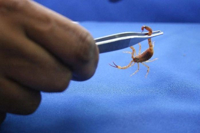 Temperaturas elevadas são propícias para a proliferação de escorpiões