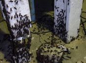Internauta registra infestação de grilos em Pão de Açúcar