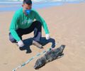 Laudo aponta que lobo-marinho encontrado em Feliz Deserto morreu de broncopneumonia