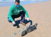 Laudo aponta que lobo-marinho encontrado em Feliz Deserto morreu de broncopneumonia