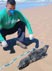 Laudo aponta que lobo-marinho encontrado em Feliz Deserto morreu de broncopneumonia