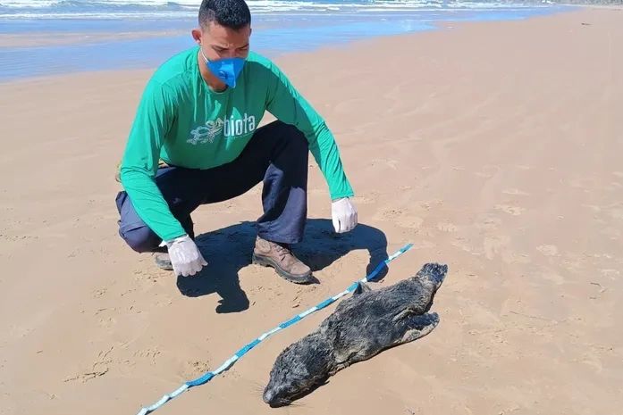 Laudo aponta que lobo-marinho encontrado em Feliz Deserto morreu de broncopneumonia