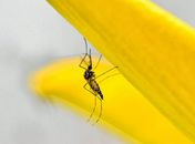 O mosquito Aedes aegypti