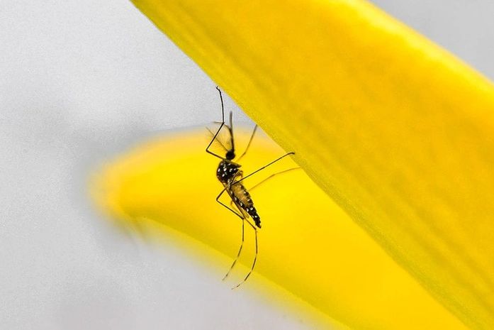 O mosquito Aedes aegypti