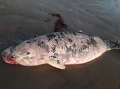 Baleia é encontrada encalhada e morta na Praia do Peba, AL