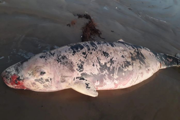 Baleia é encontrada encalhada e morta na Praia do Peba, AL