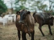 Gestão no campo: Sebrae impulsiona a pecuária de corte em Alagoas e transforma fazendas em negócios competitivos