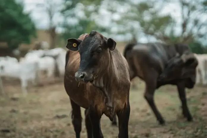 Gestão no campo: Sebrae impulsiona a pecuária de corte em Alagoas e transforma fazendas em negócios competitivos