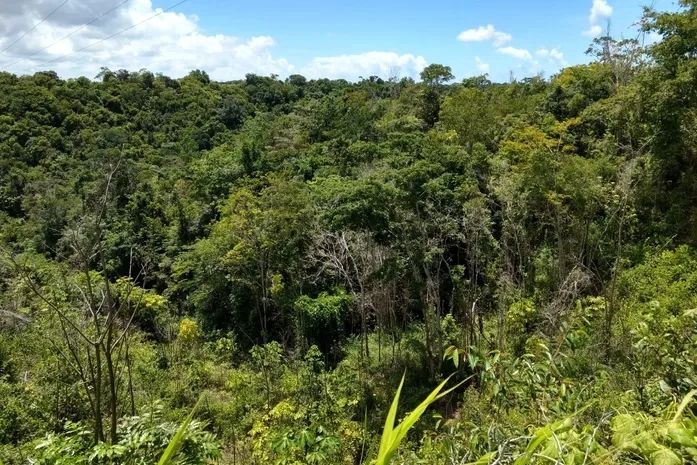 Alagoas registra queda de mais de 60% no desmatamento, aponta relatório do MapBiomas