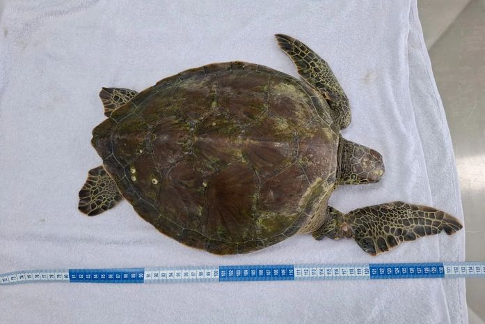 Tartaruga é resgatada com nadadeira comprometida na Praia do Francês